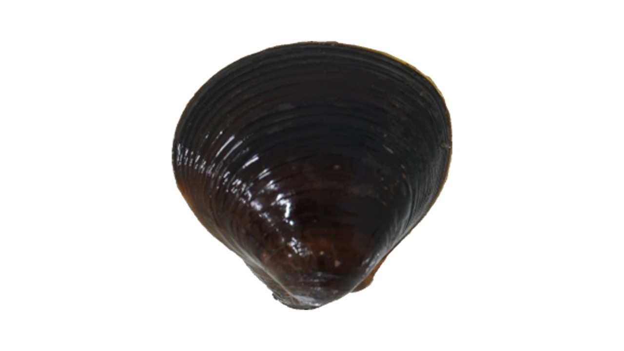 『しじみ』をリリースしました。