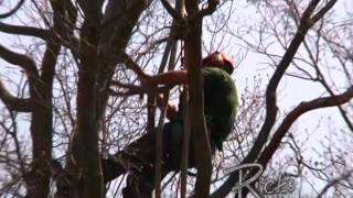 preview picture of video 'Tree Removal Feasterville PA888-918-6745  Rick's Tree Service'