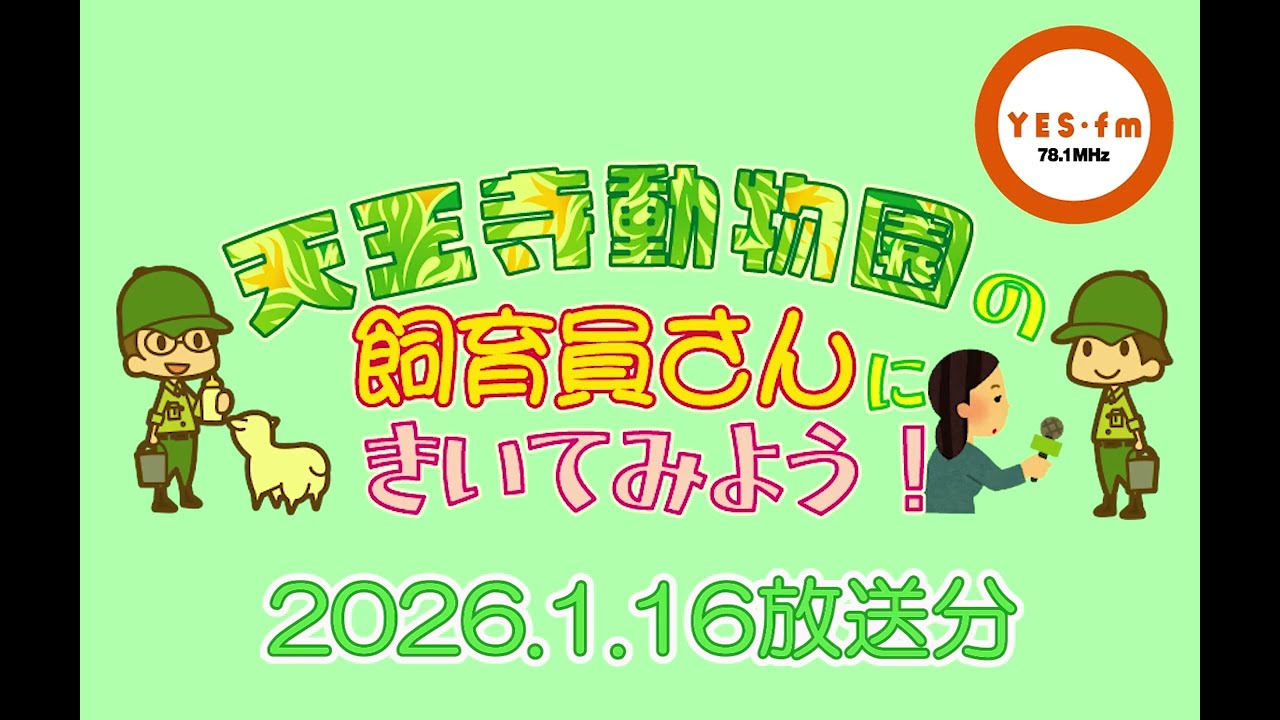 maido station 『天王寺動物園の飼育員さんにきいてみよう！』令和8年1月16日放送回（ノマウマ）