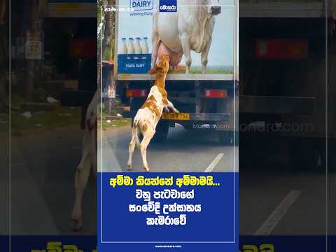 අම්මා කියන්නේ අම්මාමයි... වහු පැටවාගේ සංවේදී උත්සාහය කැමරාවේ | Monara