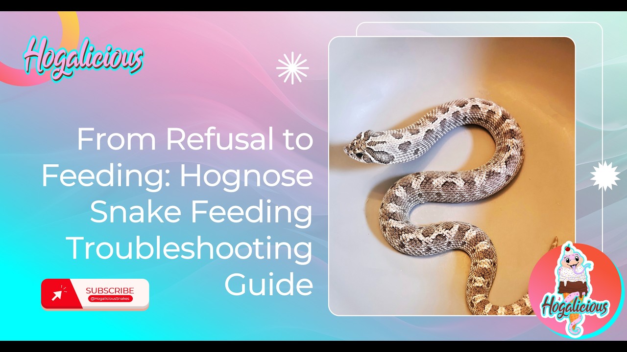 From Refusal to Feeding: Troubleshooting Guide