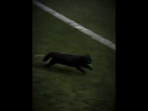 Animals in Football + Black Cat