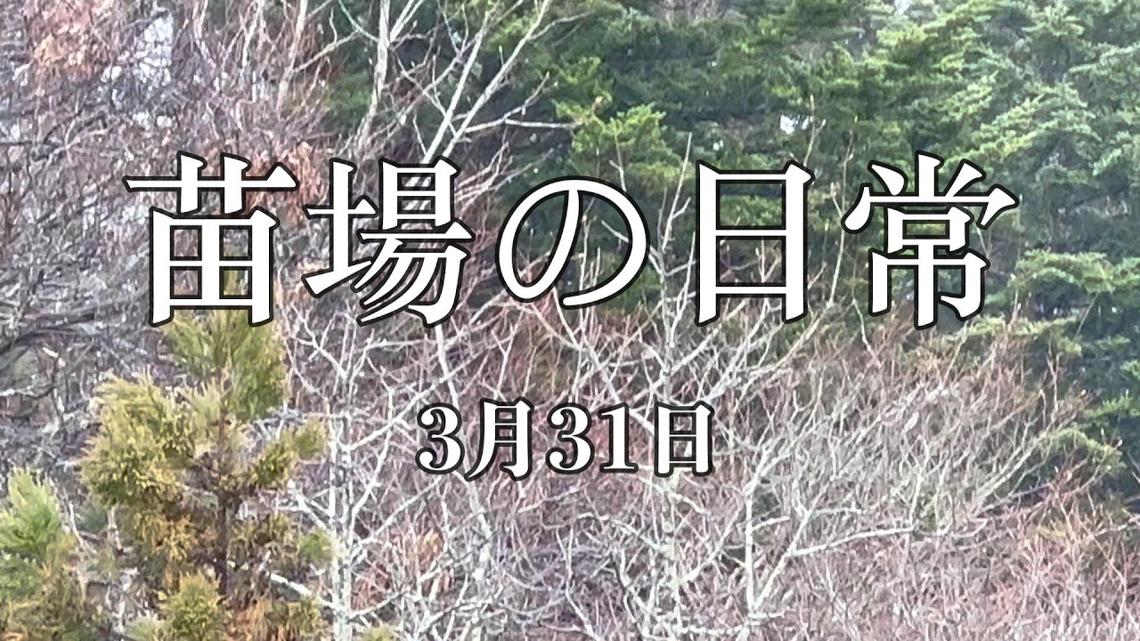 （536）苗場ひとり暮らし　3月31日