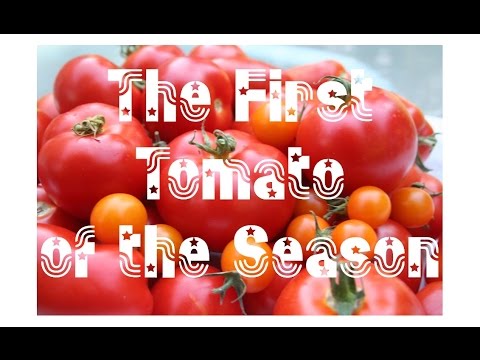 The First Tomato of the Season