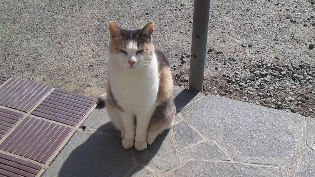 猫の日　ナナちゃん