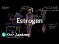 Estrogen Reproductive System Physiology NCLEX RN Khan Academy