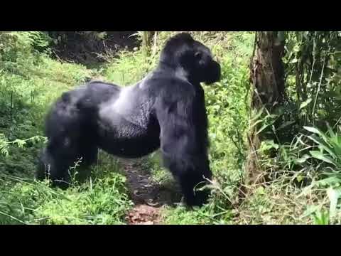 Silverback gorilla charges while chest beating.