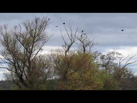 English Crows in Autumn
