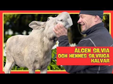 när får älgarna kalvar