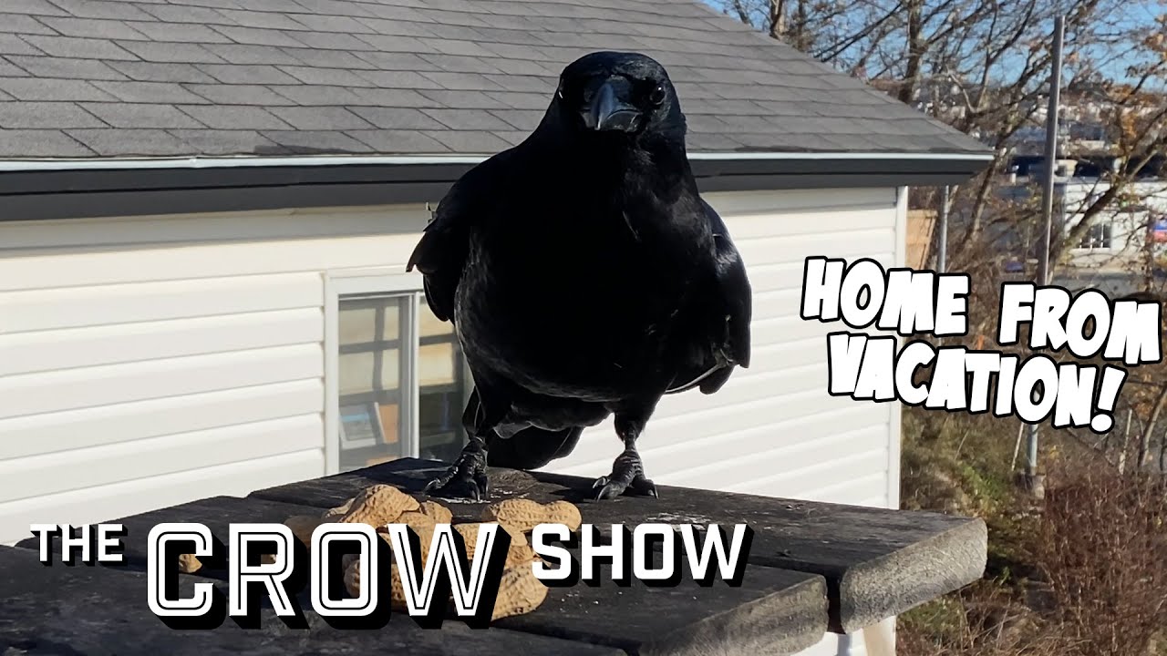 Crows are Glad I'm Back from Vacation