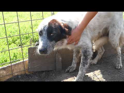 Sorina im Tierheim von Ador