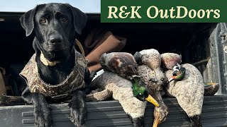 Michigan State Land Duck Hunting  ( Flooded Corn)