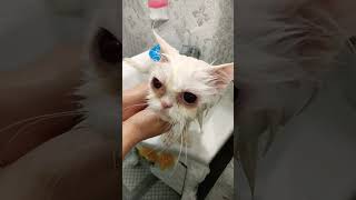 bathing the cute cat😁🐈‍⬛#shorts