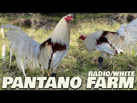 Beautiful White Birds Pantano Farm California | Farm Visit