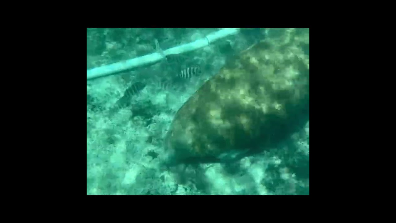 Snorkeling with the Manatees, Crystal River, Florida - January 2024