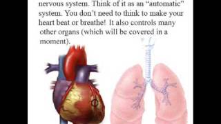 Peripheral Nervous System