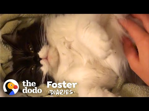 Stray Cat Gives Birth In Woman's Bathroom | The Dodo Foster Diaries