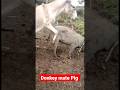 Donkey Mate Pig
