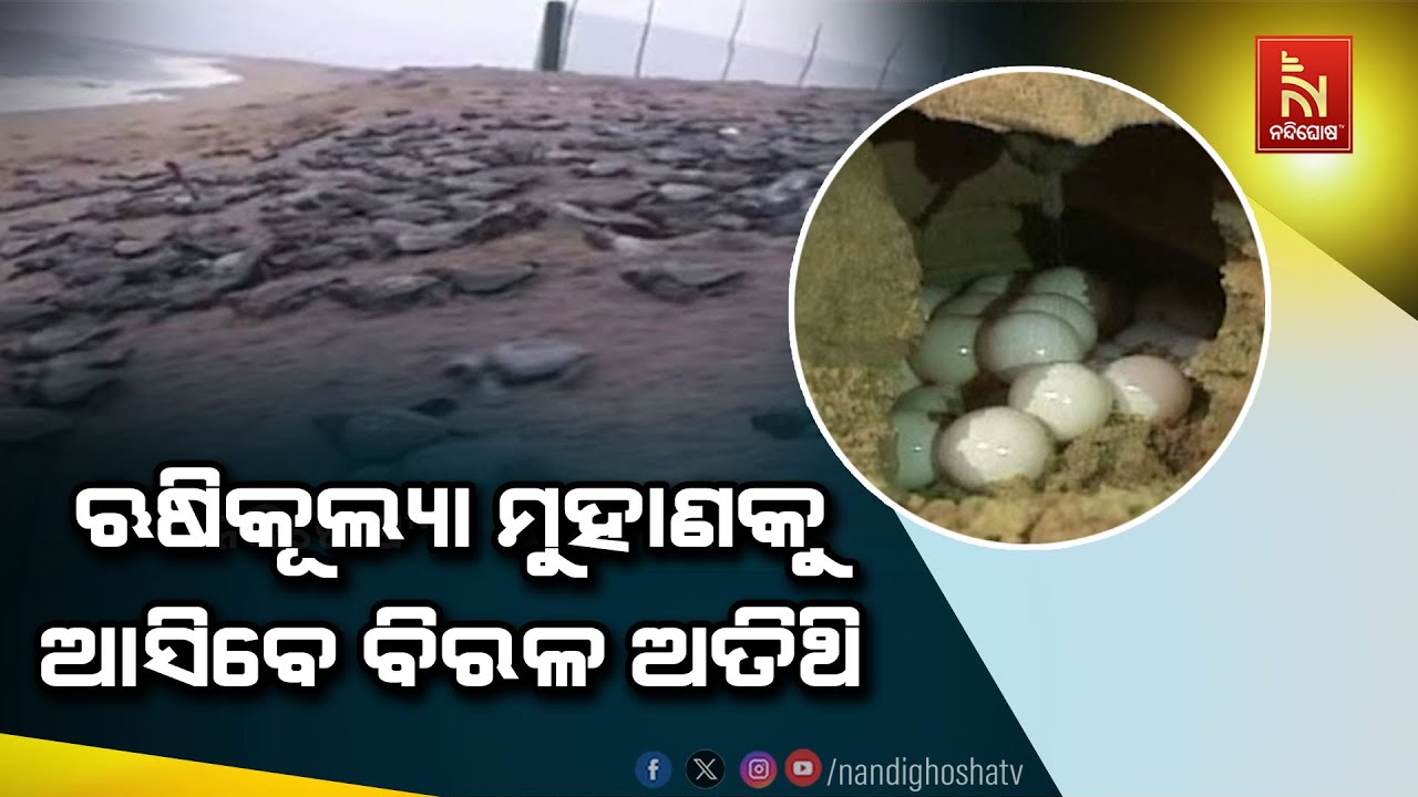 ବିରଳ ଅଲିଭ ରିଡ଼ଲେ କଇଁଛଙ୍କ ସୁରକ୍ଷା ପାଇଁ ସଜାଗ ବନବିଭାଗ