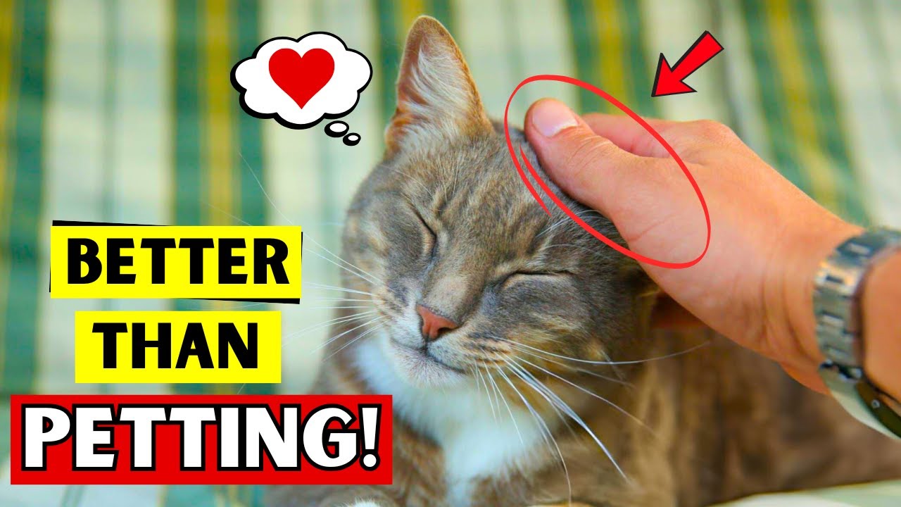 10 Things Your CAT LOVES MORE Than Petting!