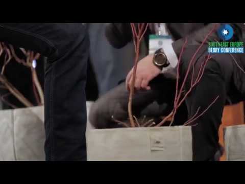 Rezidba borovnica na Berry Konferenciji_Blueberry Pruning at Berry Conference