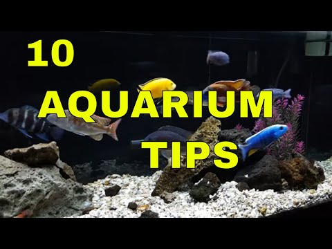 Tropical Fish: 10 Tips