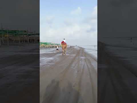 🐪 Camel Ride in Dummas Beach at Surat City Gujarat #trending #camelride #camelrace #camelfestival
