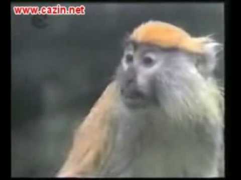 Smijesni klipovi hocu pare