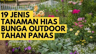 Download lagu 19 Jenis Tanaman Hias Bunga Outdoor Tahan Panas Untuk Pekarangan Rumah mp3
