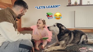 Baby & Husky Learning Different Animals & Foods Will Make You Smile!!😭💖. [CUTEST EVERR!!!]