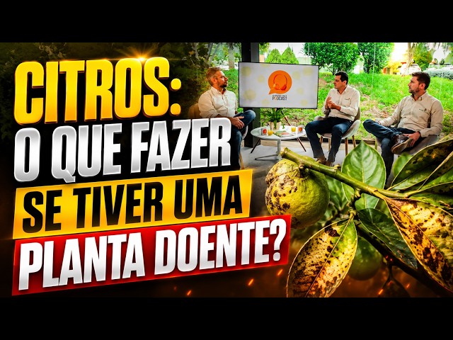 Citros: o que fazer se tiver uma planta doente no pomar?