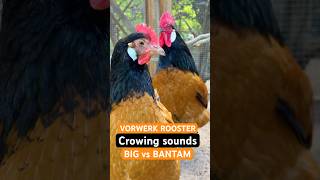 Big Vorwerk rooster versus Bantam Vorwerk rooster! Zwerg-Vorwerk-Hahn und großer Vorwerk-Vergleich