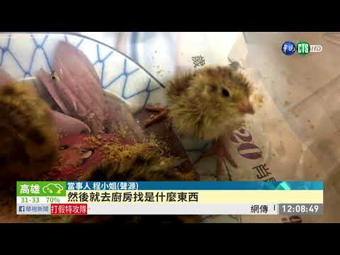 買蛋放廚房忘記煮 竟孵出20隻小鵪鶉