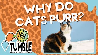 Why Do Cats Purr? - Tumble Science Podcast for Kids