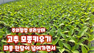 고추 가식17일 파종 33일 생육상태 괴산청결고추 육묘 충북 괴산 풀뿌리농장 자연특별시괴산 자연울림 [고추재…