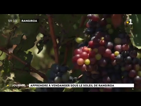 Apprendre à vendanger sous le soleil de Rangiroa