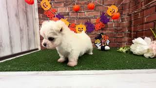 ハーフ犬の動画01