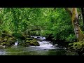 Relax 8 Hours-Relaxing Nature Sounds-Study ...