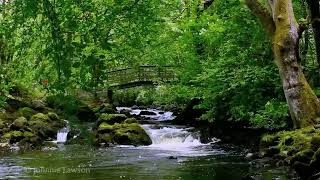 Forest Waterfall Nature Sounds-Natures Calming Natural Music Sound for Sleeping Studying Meditation