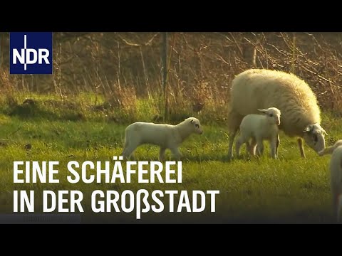 , title : 'Lammzeit bei den Großstadtschäfern | Die Nordreportage | NDR Doku'