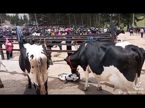Feria ganadera en Ambato Tungurahua Ecuador..