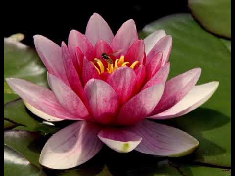 Kid recognising flowers name in english