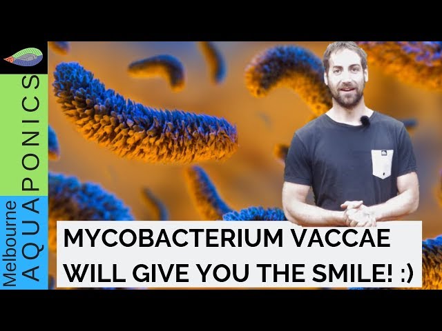 Videouttalande av Mycobacterium vaccae Engelska