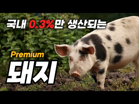 [YBD 품종] 국내 단 0.3% 희귀한 돼지 품종