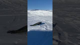 Wow is this peacock lost! 😬😳