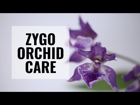 , title : 'Zygonisia Murasaki Komachi Orchid Care - Zygopetalum #CareCollab'