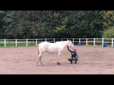 Grundträning från marken utifrån kroppsspråket!! "Spirit All Lena"
