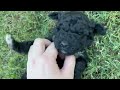 Portuguese Water Dog dogs for sale: Ollie - Video 2