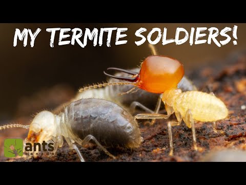 My Termite Colony Produced Massive Soldiers