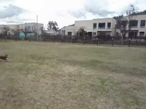 Lucky Dogs Guarderia Canina - dia de campo